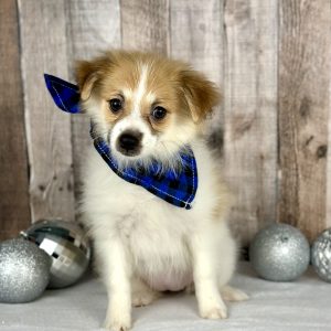Girl pomeranian puppy for sale - 8549-5