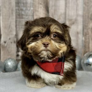 Boundless Horizon Puppies cute teddy bear puppy image 92301