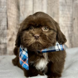 shih tsu puppy for sale 9226-1