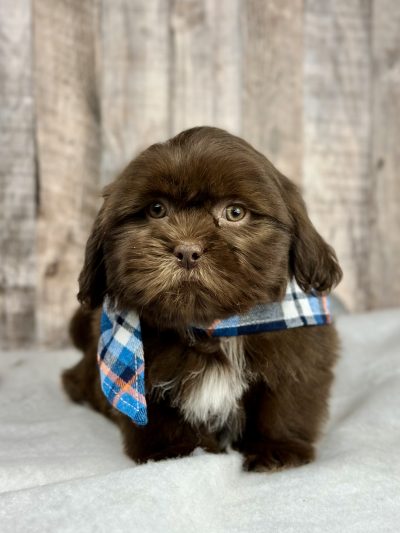 shih tsu puppy for sale 9226-1
