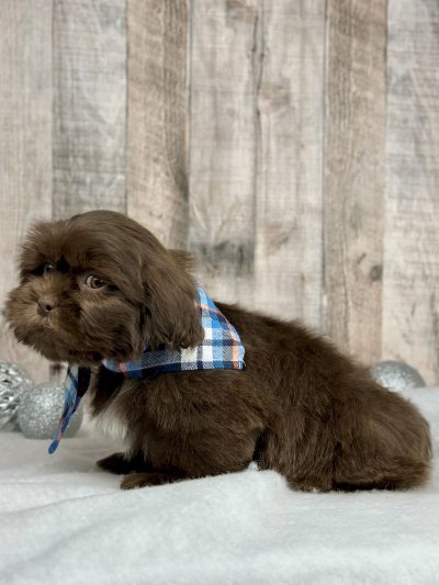 shih tsu puppy for sale 9226-2