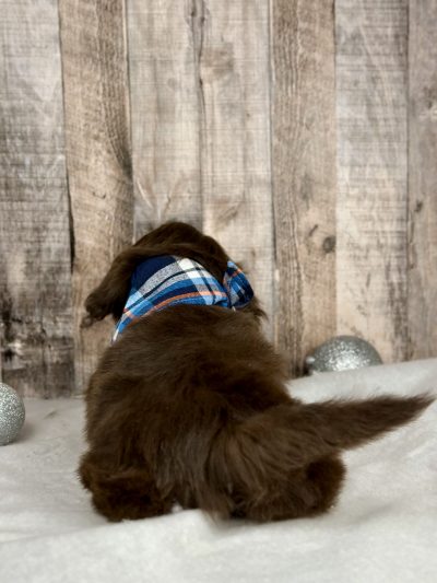 shih tsu puppy for sale 9226-3