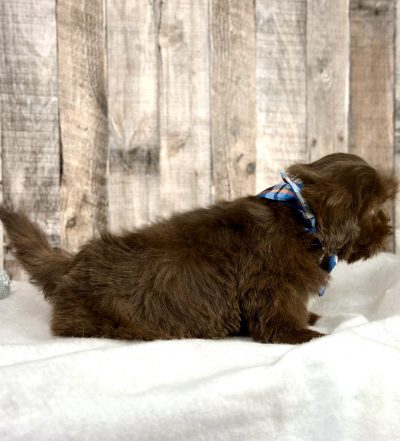 shih tsu puppy for sale 9226-4