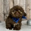 Girl Hazle shih tzu puppy for sale 9227-1
