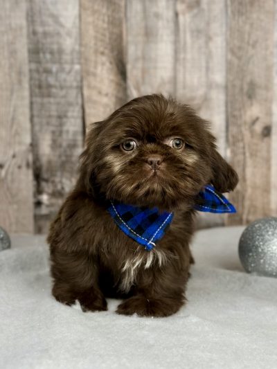 Girl Hazle shih tzu puppy for sale 9227-1