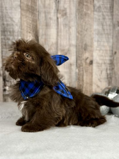 Girl Hazle shih tzu puppy for sale 9227-2