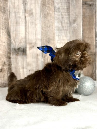 Girl Hazle shih tzu puppy for sale 9227-3