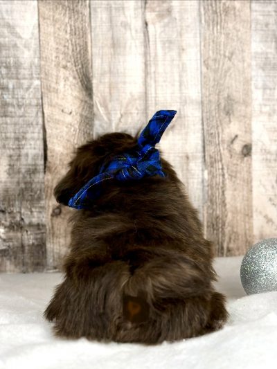 Girl Hazle shih tzu puppy for sale 9227-4