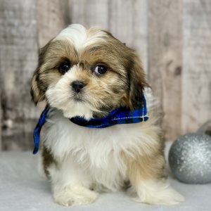 shih tzu puppy for sale Holly 9228-1