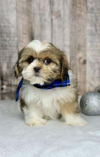 shih tzu puppy for sale Holly 9228-1