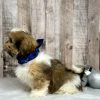 shih tzu puppy for sale Holly 9228-2