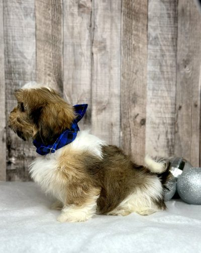 shih tzu puppy for sale Holly 9228-2