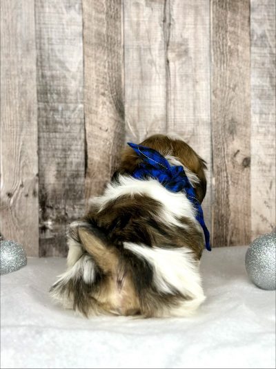 shih tzu puppy for sale Holly 9228-3