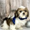 shih tzu puppy for sale Holly 9228-4
