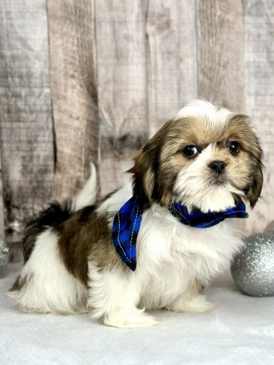shih tzu puppy for sale Holly 9228-4