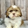 Boy Harley Shih tzu puppy for sale 9225-1