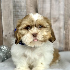 Boy Harley Shih tzu puppy for sale 9225-1