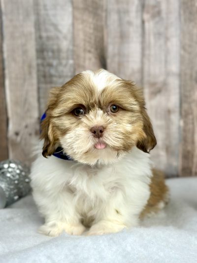 Boy Harley Shih tzu puppy for sale 9225-1