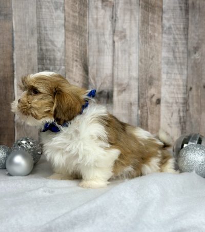 Boy Harley Shih tzu puppy for sale 9225-2