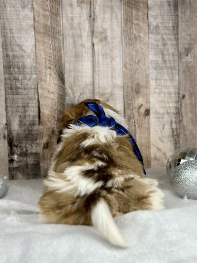 Boy Harley Shih tzu puppy for sale 9225-3