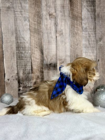 Boy Harley Shih tzu puppy for sale 9225-4