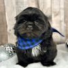 Boy Harley Shih tzu puppy for sale 9223-1