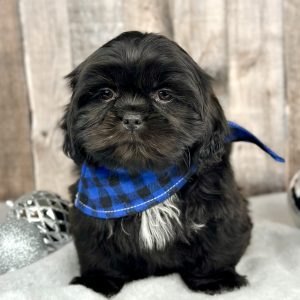 Boy Harley Shih tzu puppy for sale 9223-1