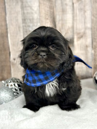 Boy Harley Shih tzu puppy for sale 9223-1