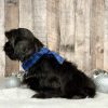 Boy Harley Shih tzu puppy for sale 9223-2