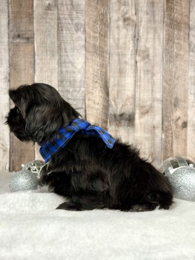 Boy Harley Shih tzu puppy for sale 9223-2