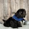 Boy Harley Shih tzu puppy for sale 9223-3