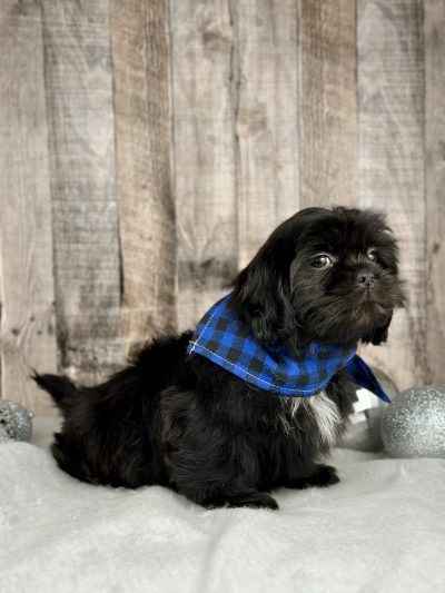 Boy Harley Shih tzu puppy for sale 9223-3