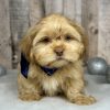 Shih tzu boy puppy for sale 02224-1