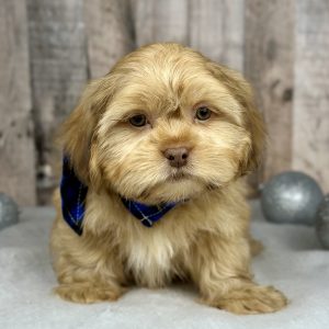 Shih tzu boy puppy for sale 02224-1