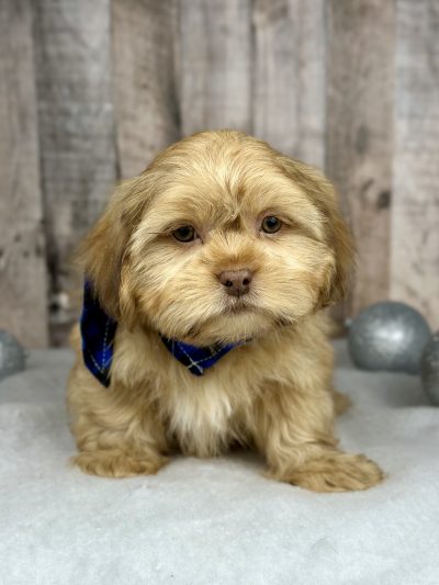 Shih tzu boy puppy for sale 02224-1