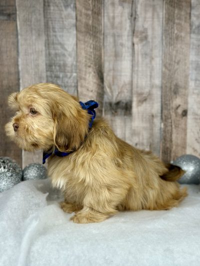 Shih tzu boy puppy for sale 02224-2