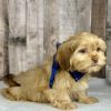 Shih tzu boy puppy for sale 02224-3