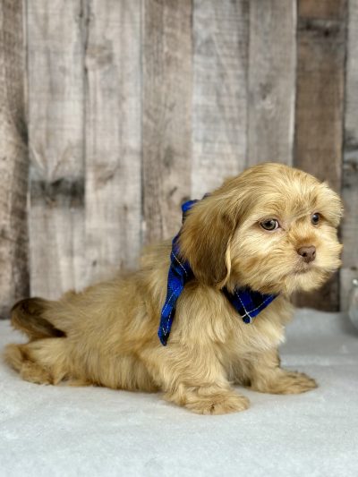 Shih tzu boy puppy for sale 02224-3