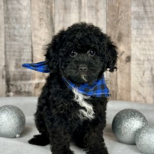 Baylee girl poodle puppy for sale 0898-5