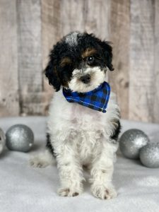 Boy Benji - Poodle