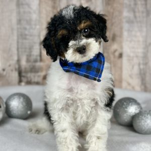 Boy Benji - Poodle