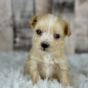 Maltipoo Cream Puppy for sale - ITMP0007