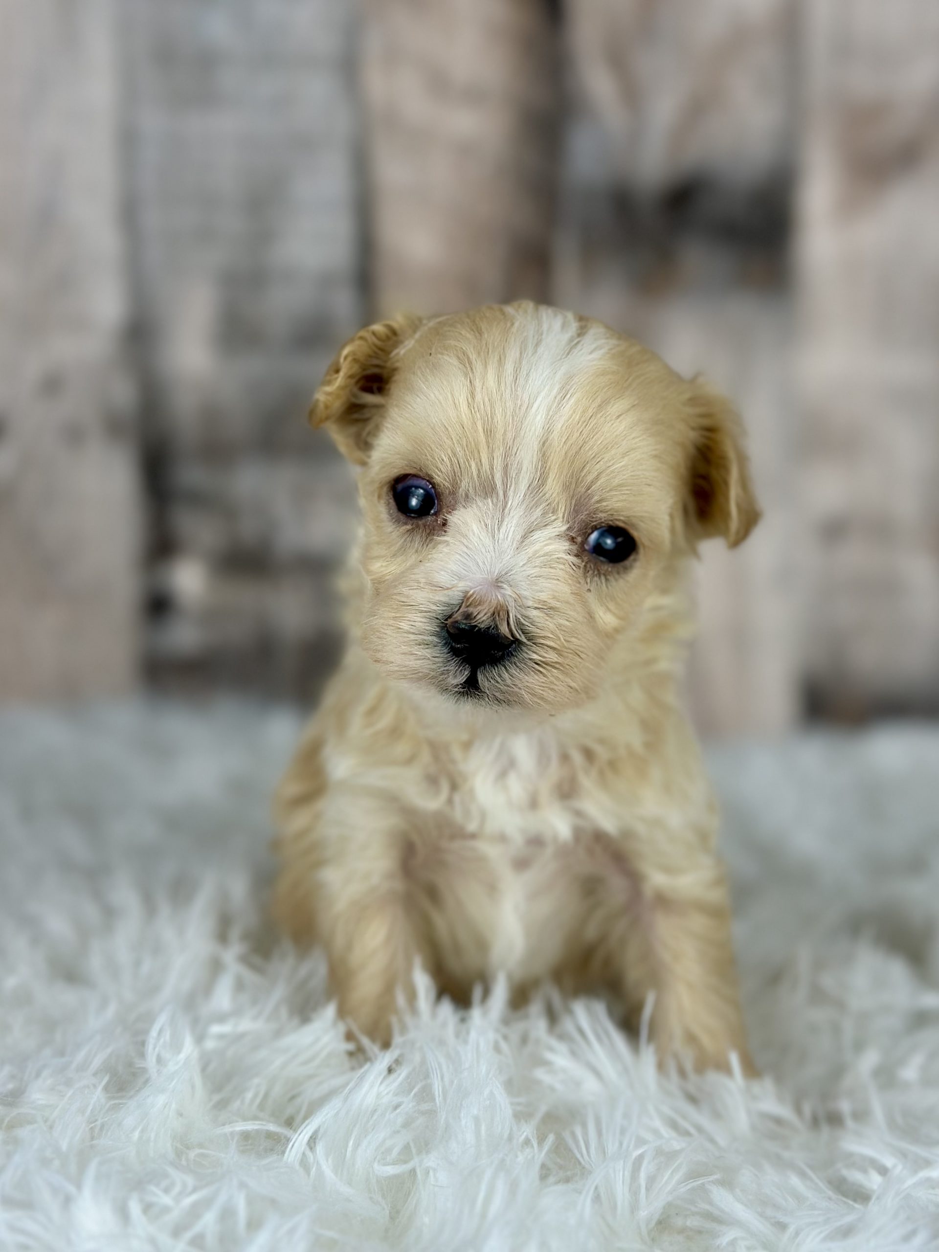 Apricot Maltipoo puppy available from Boundless Horizon Puppies