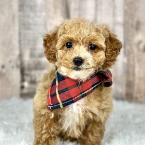 Poochon puppy 8339-1 ready to go home