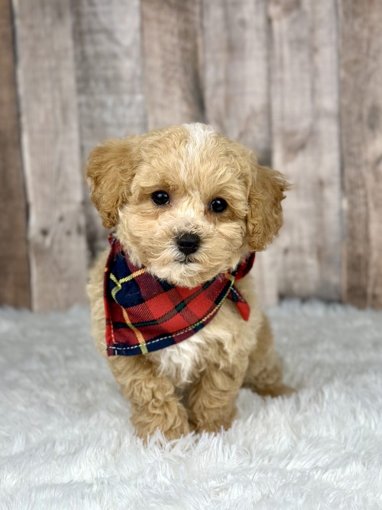 Boy Eli – Poochon