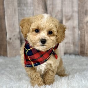 Poochon puppy 8340-1 ready to go home
