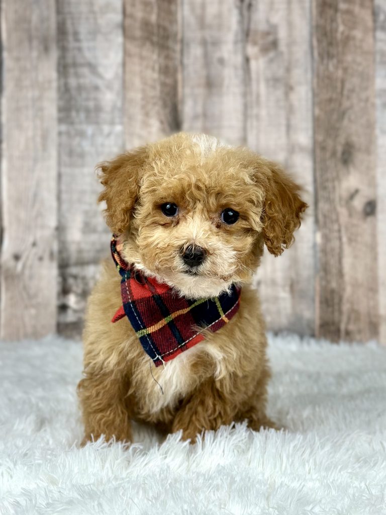 Girl Ella – Poochon