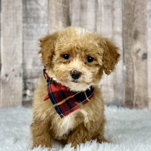 Poochon puppy 8337-1 ready to go home