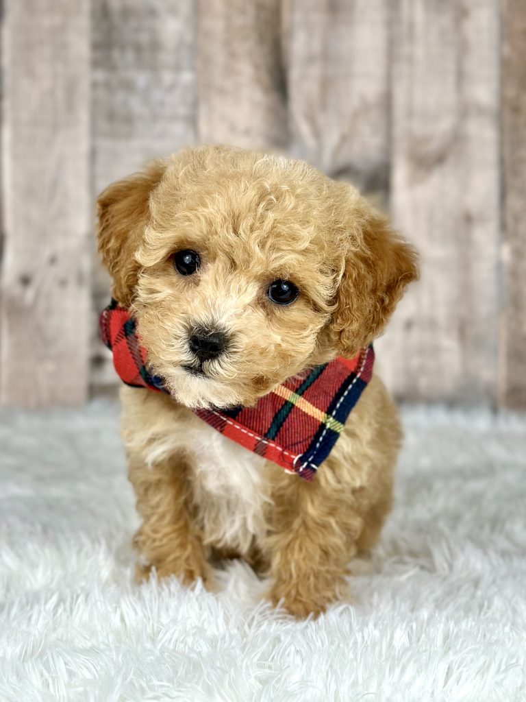 Boy Elmo – Poochon
