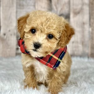 Poochon puppy 8341-1 ready to go home